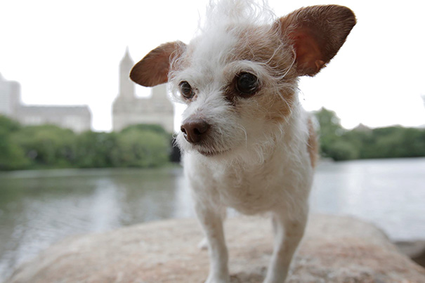 Photographer Behind HONY, Brandon Stanton, Adopted Susie Wen She Was 13 Years Old. Inspired By This, Brandon's Girlfriend O'Sullivan Decided To Take Up Susie's Cause. She Started A Facebook Page, " Susie's Senior Dogs," To Find Aging Dogs New Families