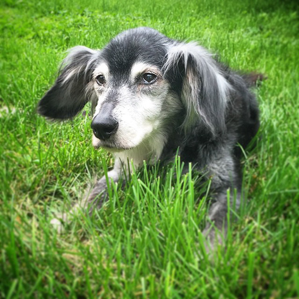 Meet Spanky. We Adopted Him When He Was 7 Years Old, And Wish We Had Been With Him The First 7 Years Too