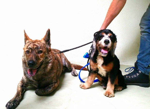 A Couple Months Ago, Lara And I Adopted An 8-Year-Old Cocker Spaniel And Named Him Rufio. He'd Spent 7 Years Of His Life Living With Some Family Who Decided They Needed To Give Him Up When They Had Their 4th Kid