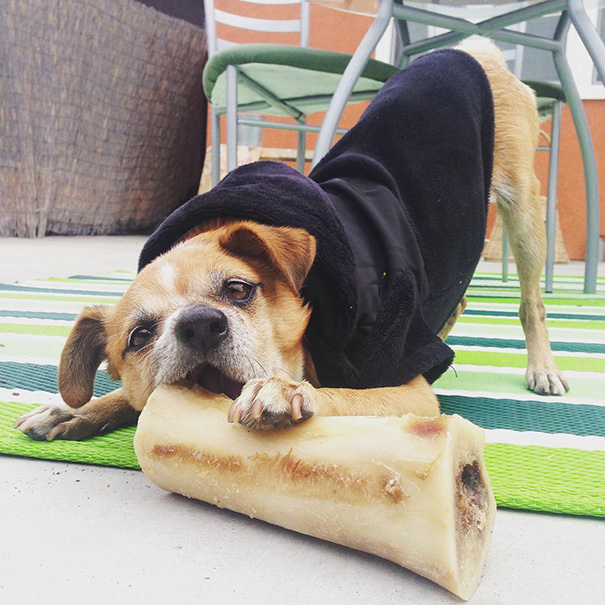 Hi Guys It's Me, Don Cheagle. I'm A Senior Ginger Chi/Beagle Fresh Off The Streets