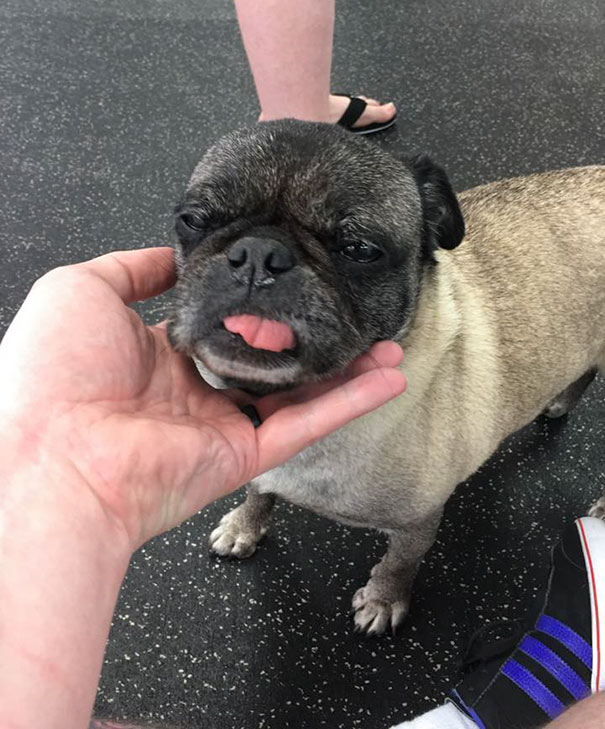 Just Adopted A New Old Dog, This Is Daisy