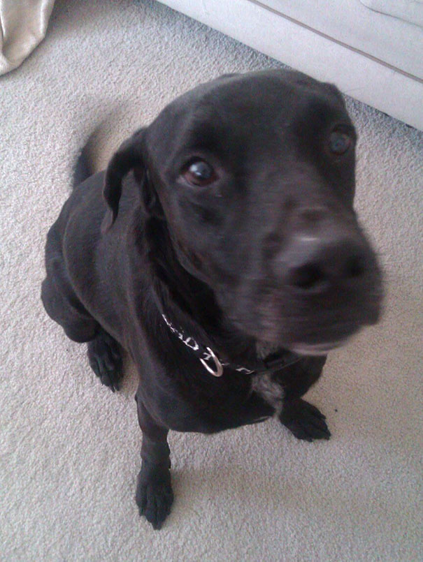 Our New Dog We Adopted Yesterday. He's A 7-Year-Old Rescued Black Lab Mix. He's Spent Most Of His Life In A Crate And He's Finally Got Room To Stretch His Legs. We Named Him Ted