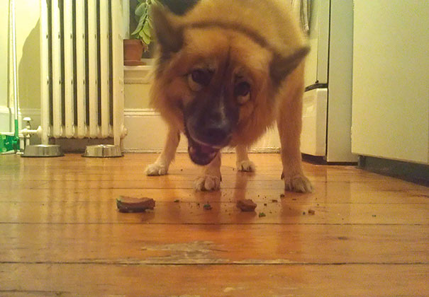 We Adopted This Dog From An Abusive Household When She Was 7 Years Old. She Makes My Days Complete