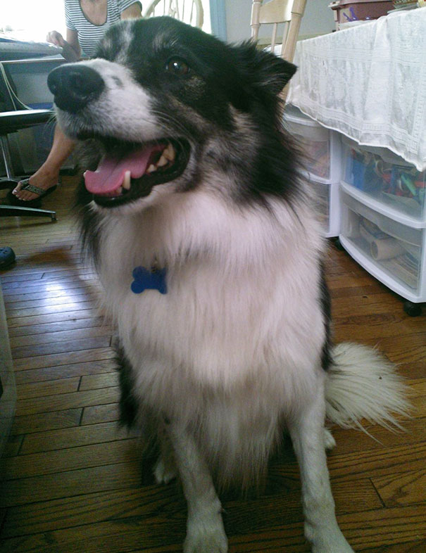 My Aunt Recently Adopted A 6-Year-Old Border Collie Who Had Been Heavily Beaten By His Former Owner And Even Run Over By A Tractor. He's Still A Bit Shy, But Lance Is The Smartest Dog I've Ever Met