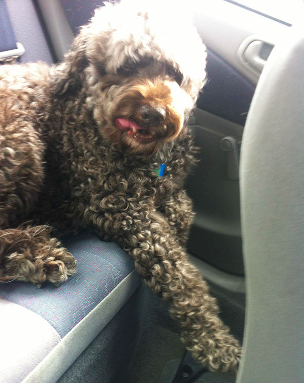 Here Is A Pic Of A Dog My Family And I Adopted At 9 Years Old