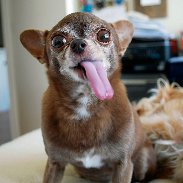 She's 12 Now And Has Never Been Happier Or More Famous. With More Than 46,000 Instagram Folllowers, She Uses Her Celebrity Powers For Good, Speaking Out Against Puppy Mills And Helping Raise Money For Animal Shelters