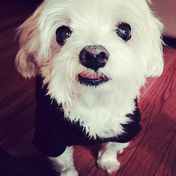 I Adopted Polly, A 12-Year-Old Deaf Senior Dog Which Was About To Be Euthanized