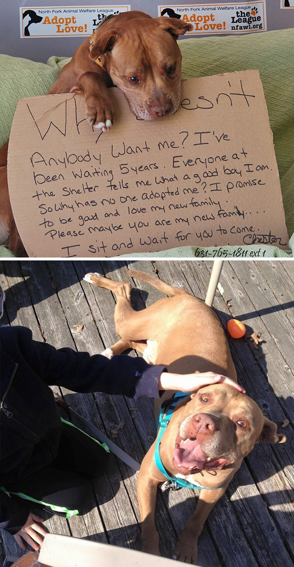 Chester, The Pitbull Who Waited For 5 Years Finally Got Adopted!