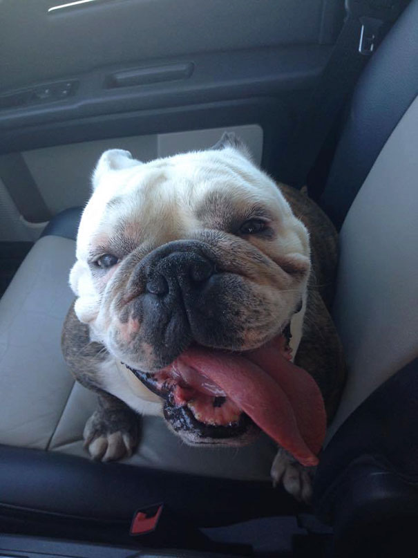 My 9-Year-Old Rescue Bulldog. We Just Rescued Her Last Year From A High Kill Shelter