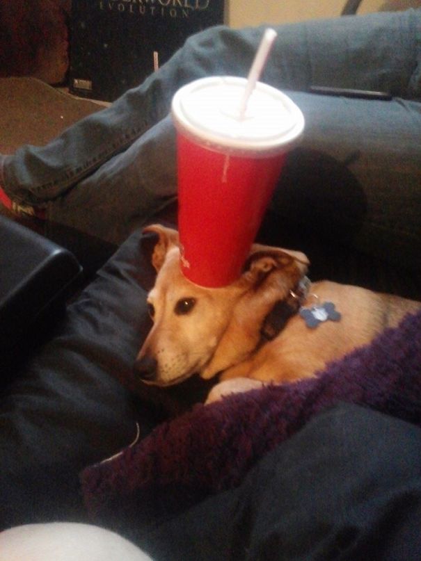 This Is My Recently Adopted Senior Dog Dingo (Around 9 Years Old). His Hobbies Include Watching Tv And Pretending To Be A Table