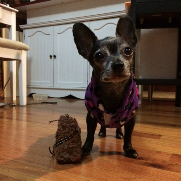 Senior Dog Adoption Month May Have Ended, But I Adopted This Little 8-Year-Old Lady Today!