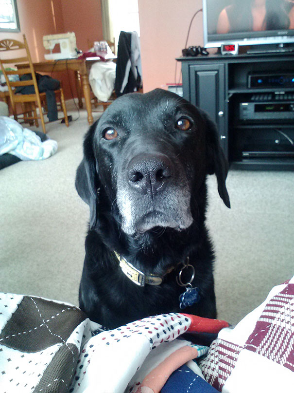 Shadow, The Senior Dog I Adopted Over A Year Ago. He Turns 11 In June