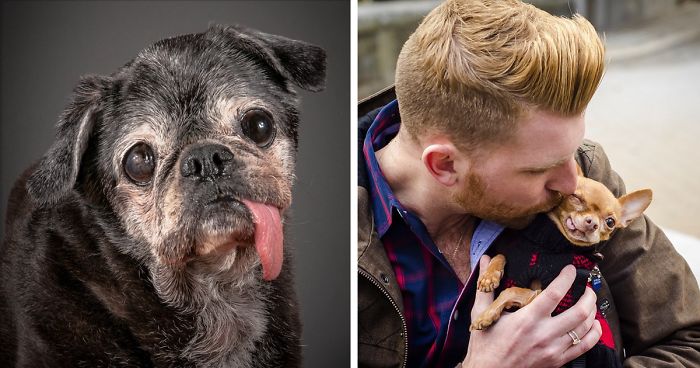 76 Of The Oldest Dogs Adopted By People With The Biggest Hearts