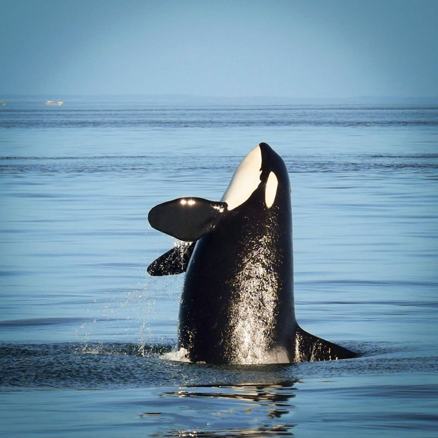 oldest-orca-killer-whale-granny-j2-heather-macIntyre-1 oldest-orca-killer-whale-granny-j2-heather-macIntyre-1