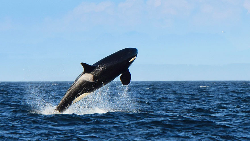 oldest-orca-killer-whale-granny-j2-heather-macIntyre-3 oldest-orca-killer-whale-granny-j2-heather-macIntyre-3