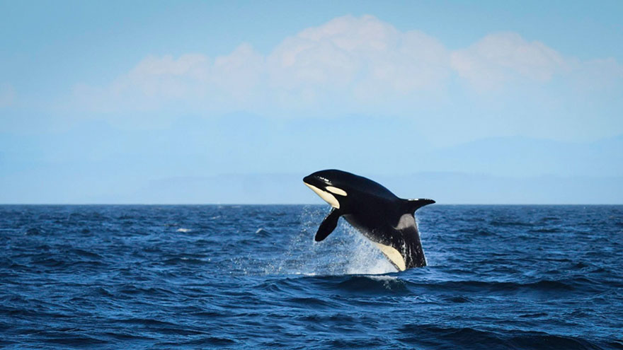 oldest-orca-killer-whale-granny-j2-heather-macIntyre-7