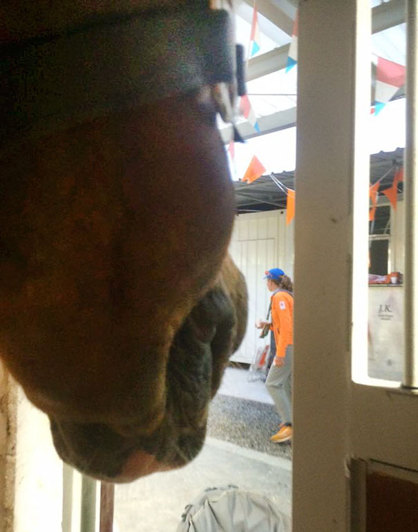 olympic-athlete-saves-horse-parzival-adelinde-cornelissen-3a