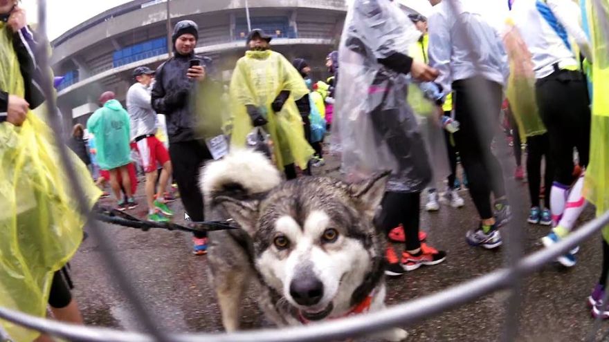 Meet Sljemenka, The Dog With Runner's Heart Meet Sljemenka, The Dog With Runner's Heart