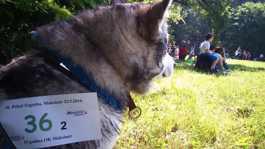 Meet Sljemenka, The Dog With Runner's Heart Meet Sljemenka, The Dog With Runner's Heart