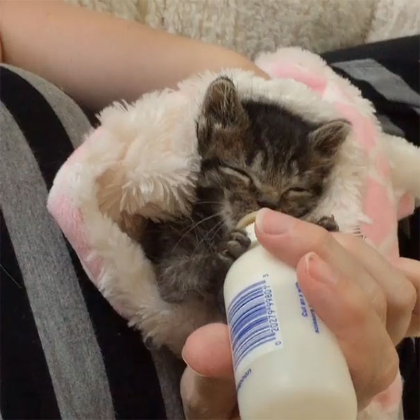 orphaned-kitten-foster-eli-10 orphaned-kitten-foster-eli-10