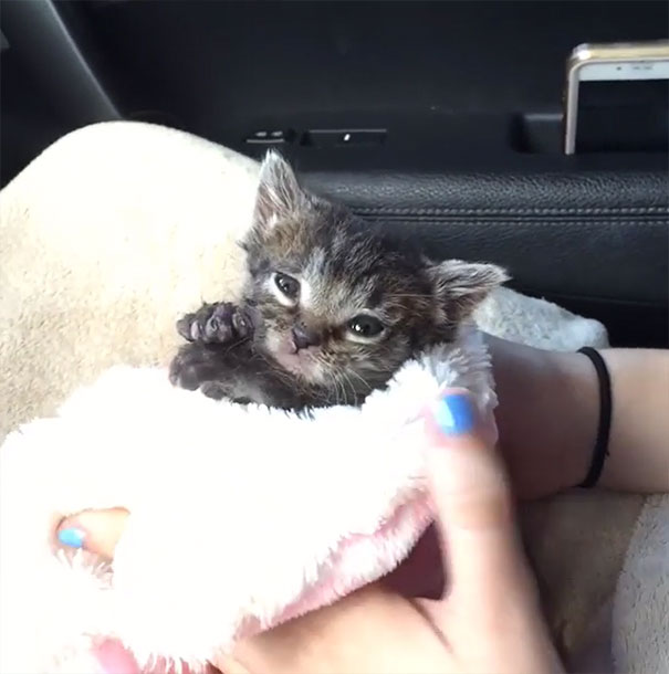 orphaned-kitten-foster-eli-11 orphaned-kitten-foster-eli-11