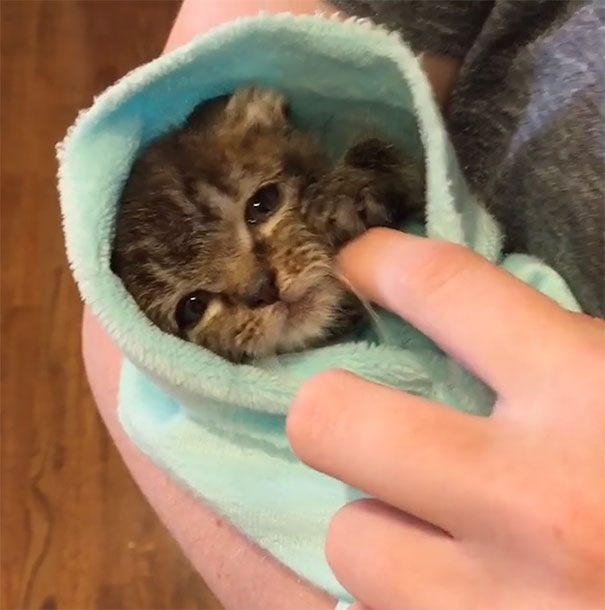 orphaned-kitten-foster-eli-13 orphaned-kitten-foster-eli-13