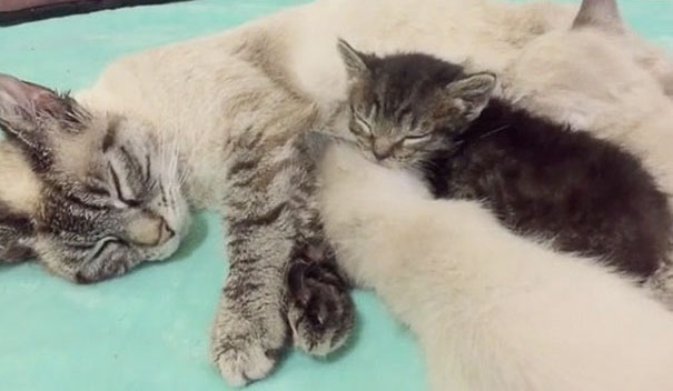 orphaned-kitten-foster-eli-16 orphaned-kitten-foster-eli-16