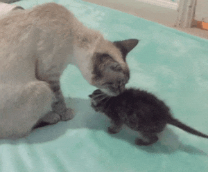 orphaned-kitten-foster-eli-2 orphaned-kitten-foster-eli-2