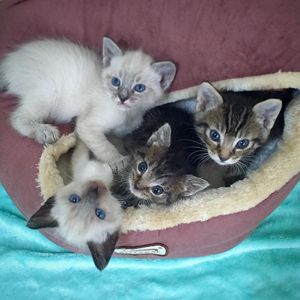 orphaned-kitten-foster-eli-3 orphaned-kitten-foster-eli-3
