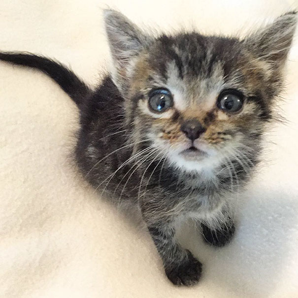 orphaned-kitten-foster-eli-6 orphaned-kitten-foster-eli-6