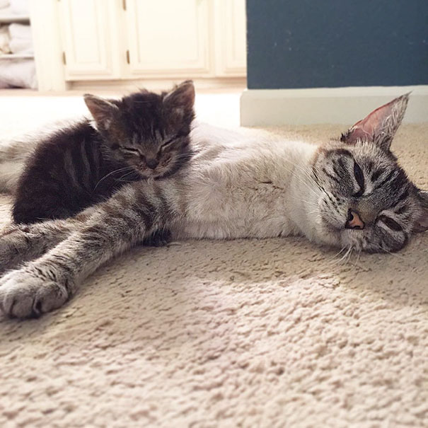 orphaned-kitten-foster-eli-7 orphaned-kitten-foster-eli-7