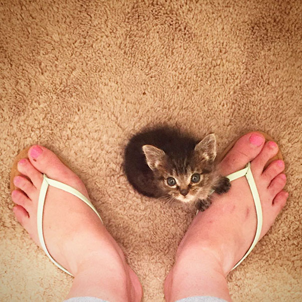 orphaned-kitten-foster-eli-9 orphaned-kitten-foster-eli-9