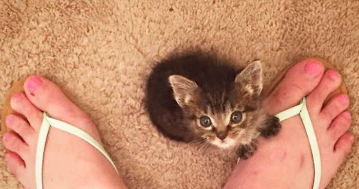 Kitten Orphaned Since He Was Born Now Wouldn’t Let Go Of His 2 New Mamas