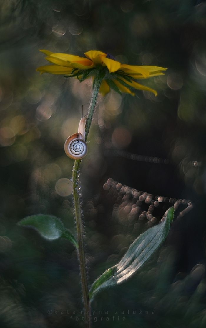 Composition With Spider's Web