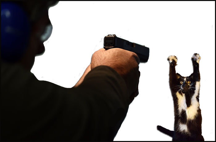 Paws Up, Don't Shoot!