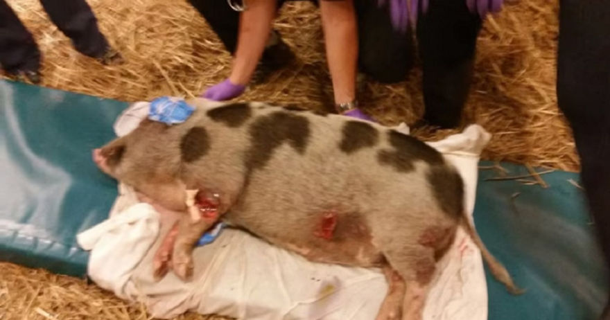 Koa The Pig Was Beaten So Badly And Barely Survived, This Is His Life Now