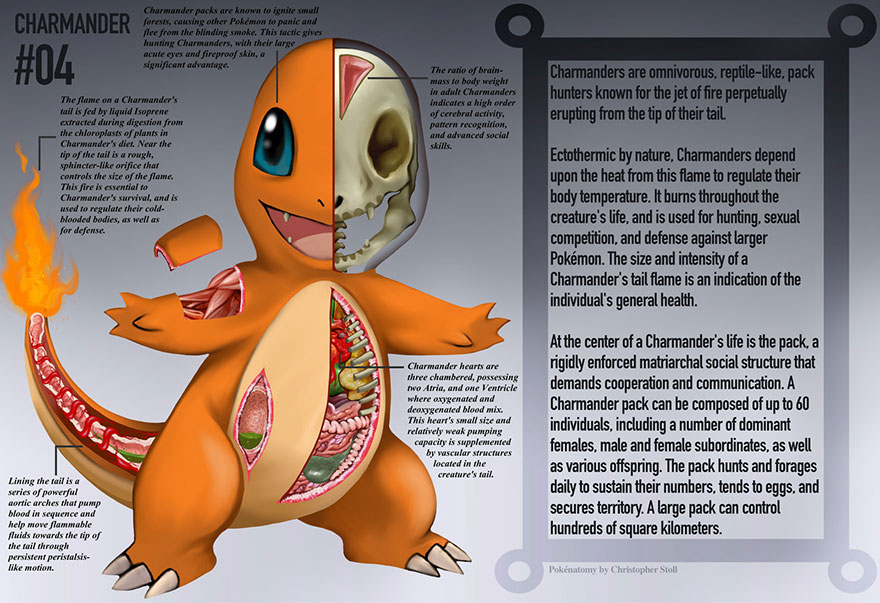 pokemon-anatomy-pokenatomy-christopher-stoll-2 pokemon-anatomy-pokenatomy-christopher-stoll-2