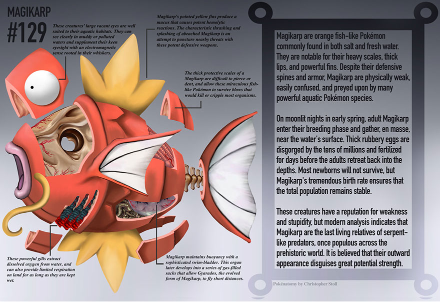 pokemon-anatomy-pokenatomy-christopher-stoll-5 pokemon-anatomy-pokenatomy-christopher-stoll-5