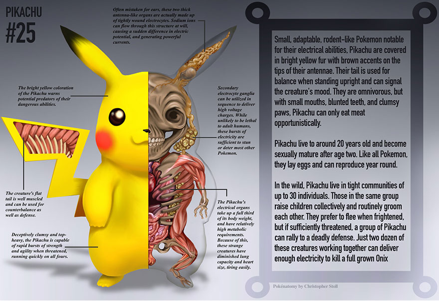 pokemon-anatomy-pokenatomy-christopher-stoll-6 pokemon-anatomy-pokenatomy-christopher-stoll-6