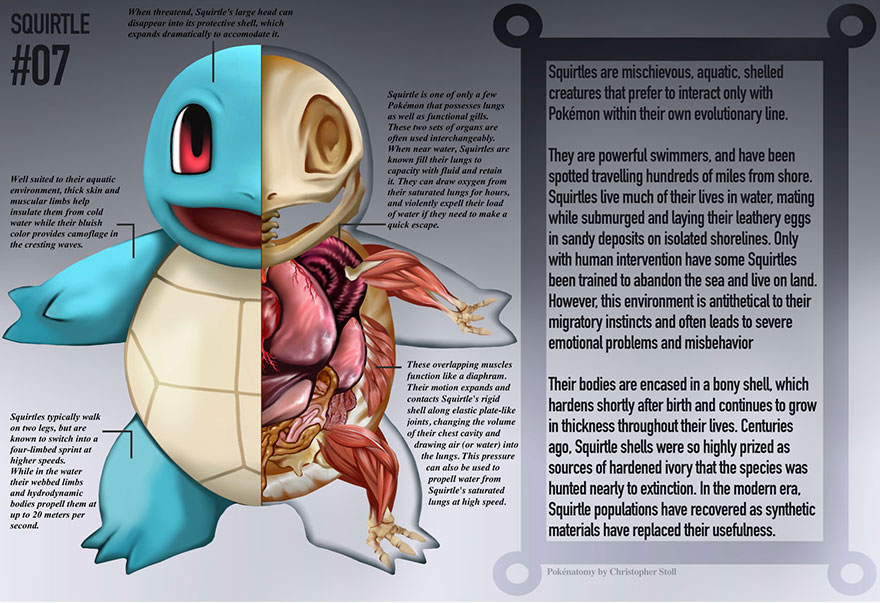 pokemon-anatomy-pokenatomy-christopher-stoll-7 pokemon-anatomy-pokenatomy-christopher-stoll-7