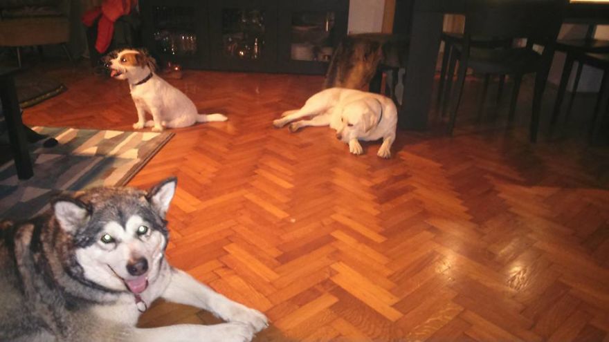 Meet Sljemenka, The Dog With Runner's Heart