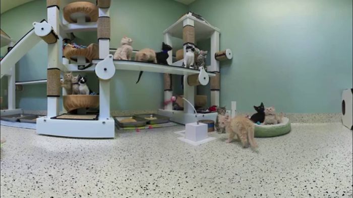 Kittens Playing In Virtual Reality