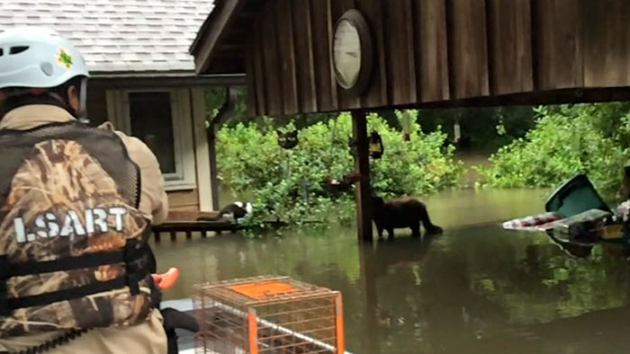rescue-animals-drowning-louisiana-floods-2