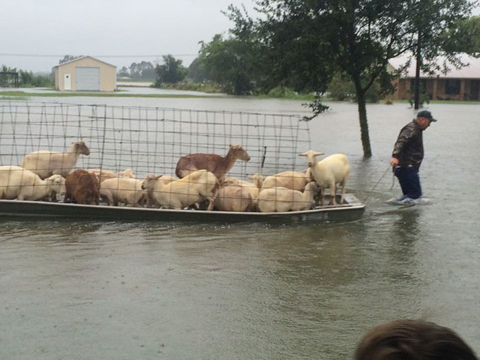rescue-animals-drowning-louisiana-floods-9