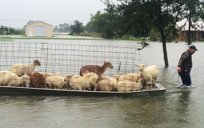 People Refuse To Leave Deadly Louisiana Floods To Save Helpless Animals From Drowning