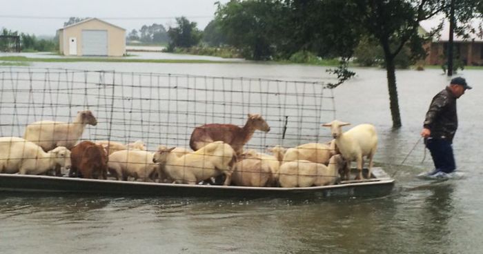 People Refuse To Leave Deadly Louisiana Floods To Save Helpless Animals From Drowning