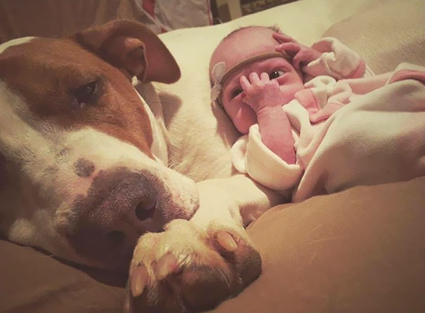 rescue-dog-baby-friends-jpeg-addie-belle-20