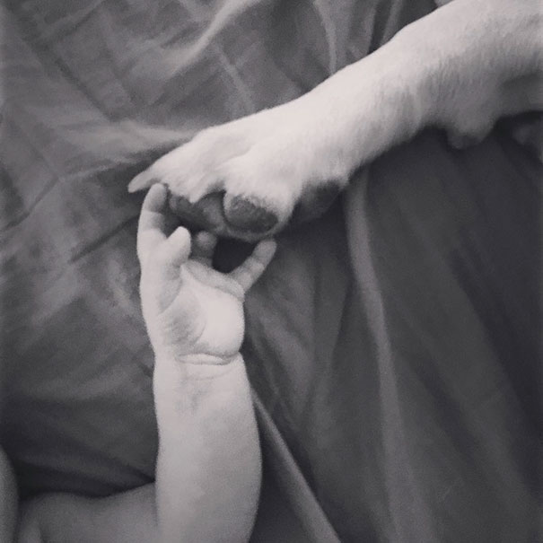 rescue-dog-baby-friends-jpeg-addie-belle-7