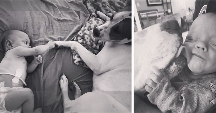 This Rescue Dog Has Been In Love With His Human Sister Even Before He Met Her