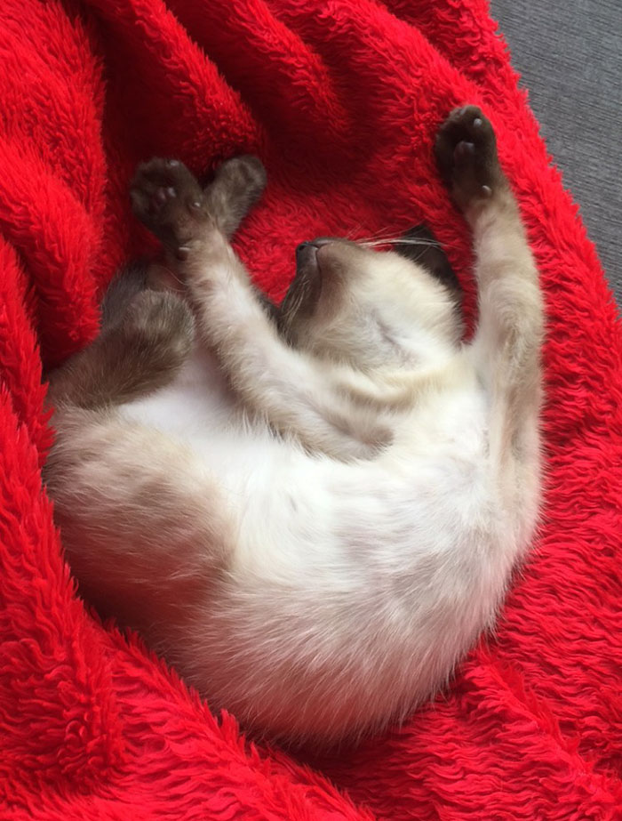 rescue-kitten-transformation-road-yoda-10